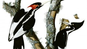 Detail of Audubon engraving of ivory-billed woodpecker