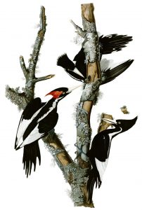 Hand-colored engraving of ivory-billed woodpeckers - male on the left, female on the right - by John James Audubon, between 1827 and 1838