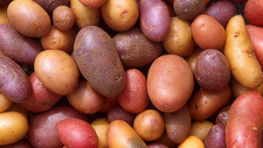Several varieties of potatoes
